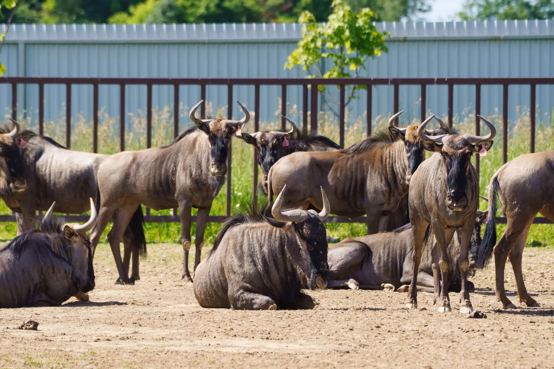 🐃Голубой гну (Connochaetes taurinus) — грациозный и выносливый обитатель нашего Сафари...