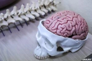 Искусство правильного возлежания на диване: почему ваш мозг требует немедленного безделья