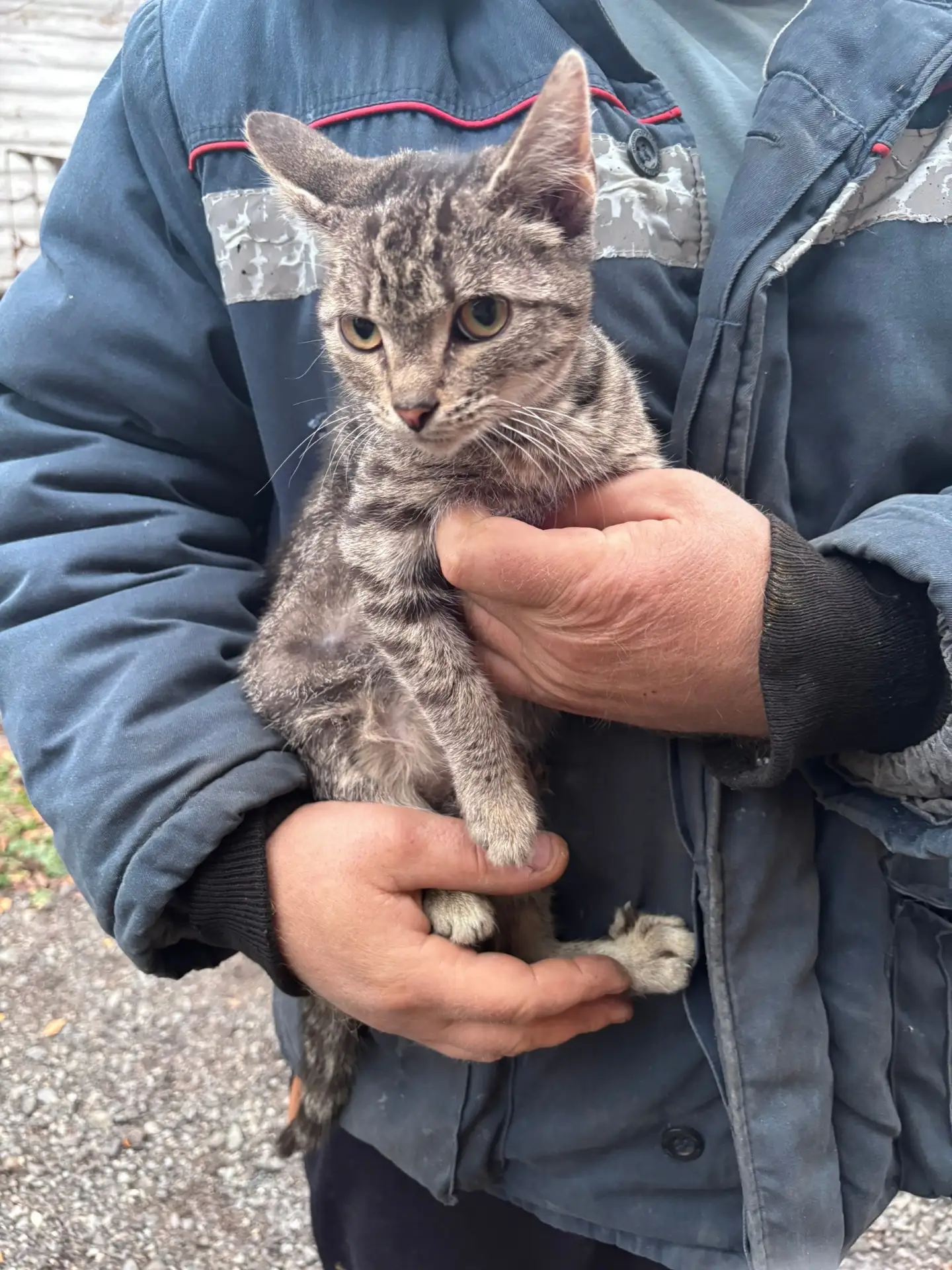на районе кукан был найден котик, кто потерял?