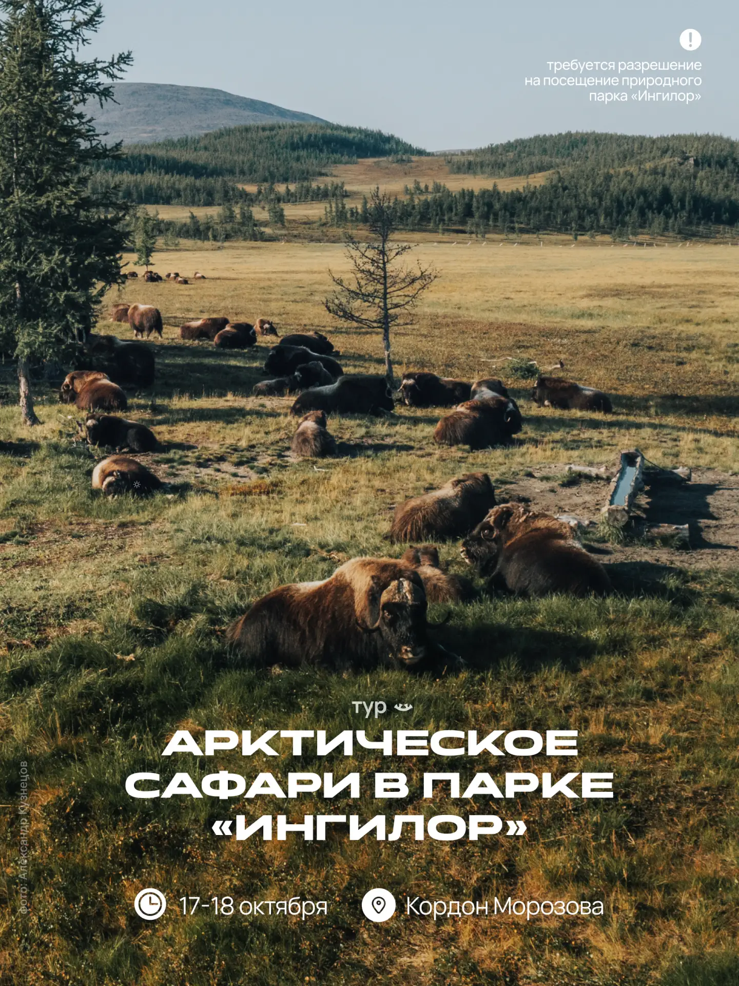 Осенний Ингилор ещё можно поймать, буквально в объектив