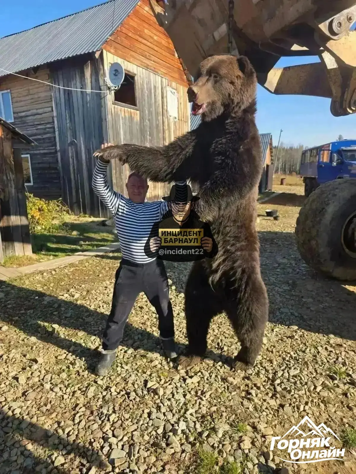🐻 На Алтае показали размеры огромного медведя, который бродил во дворе дома