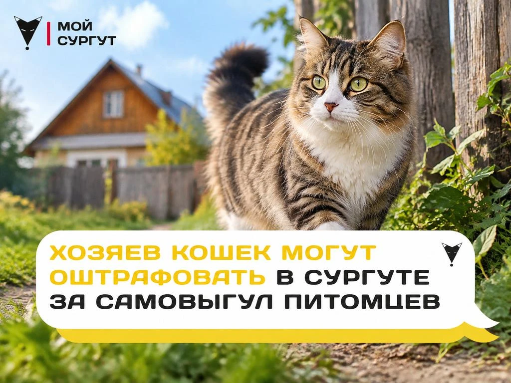 В Сургуте за самовыгул кошек хозяевам грозит штраф до 3 тысяч рублей