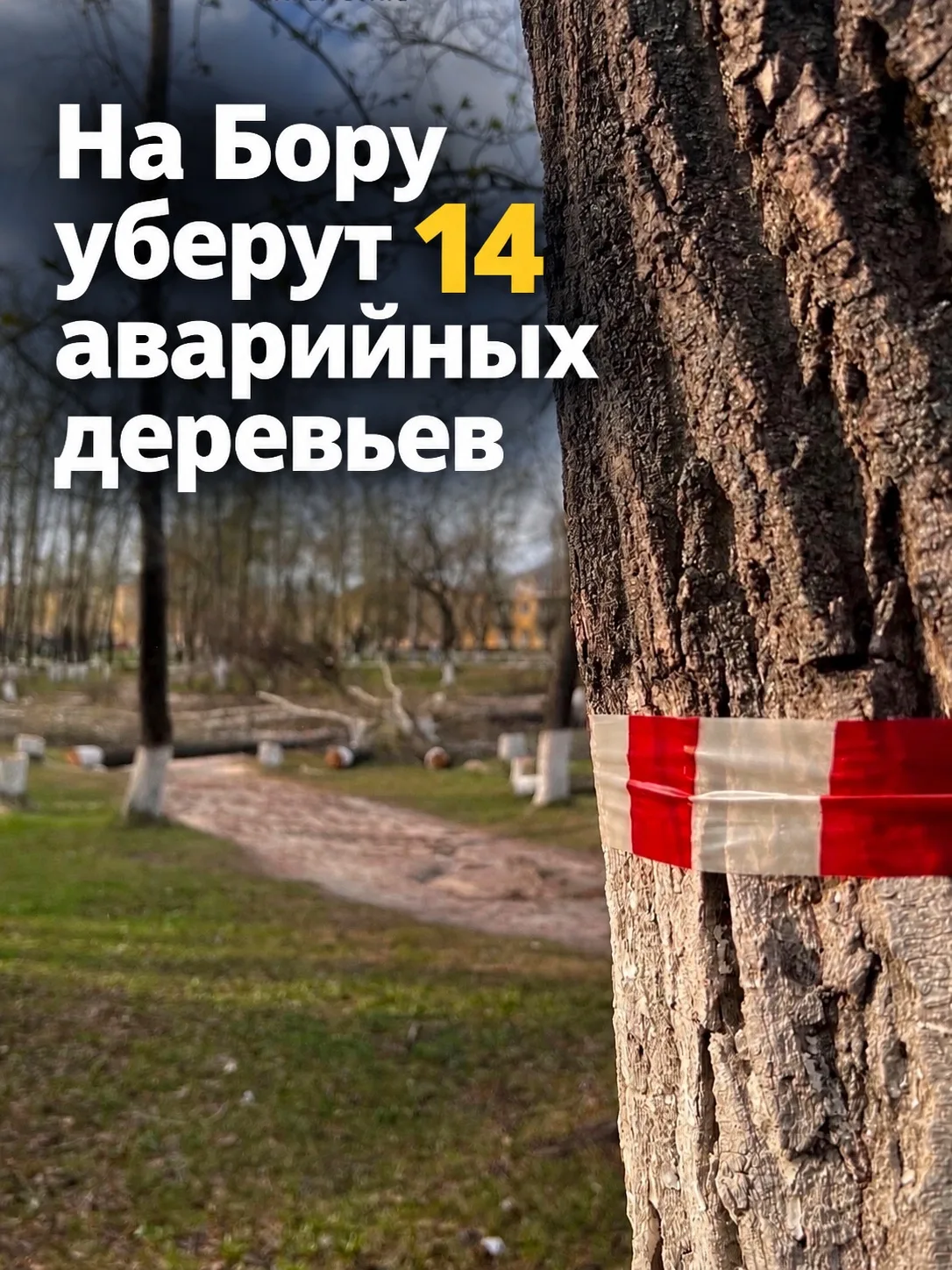 🪓На Бору уберут 14 аварийных деревьев — на работы заложено 537 тыс. рублей. Тендер на ...