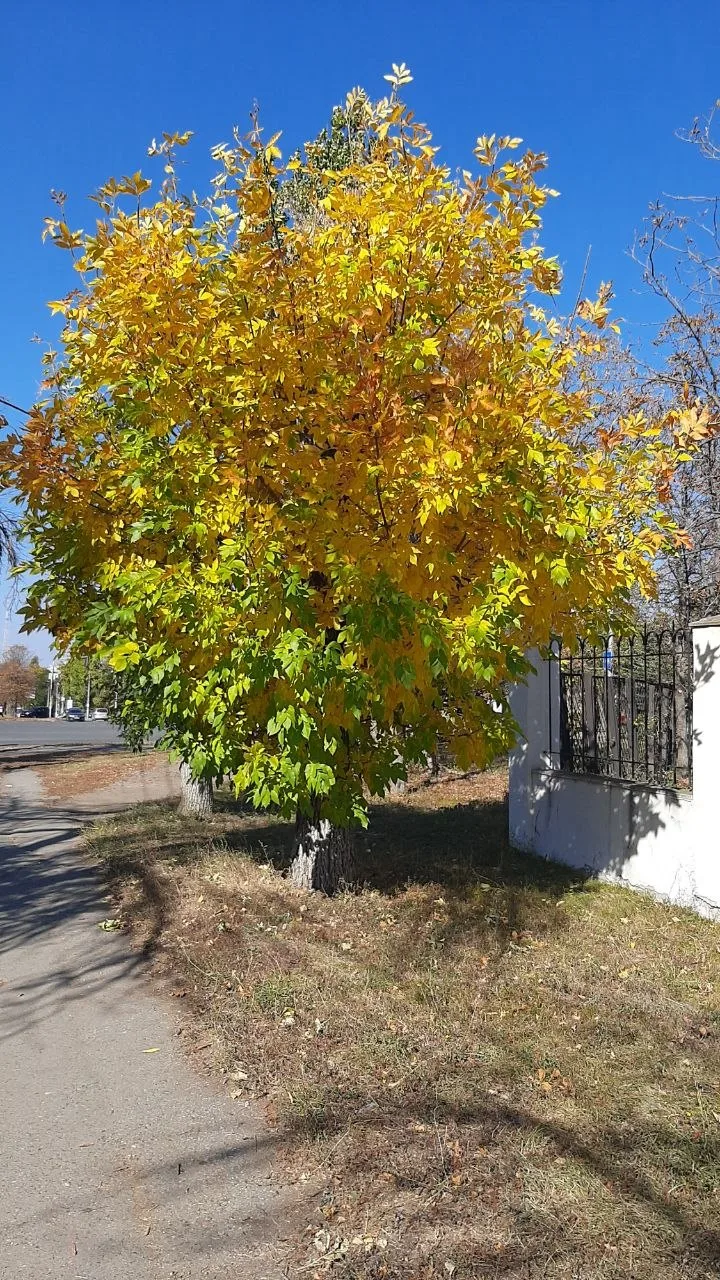 Золотая осень 🍂