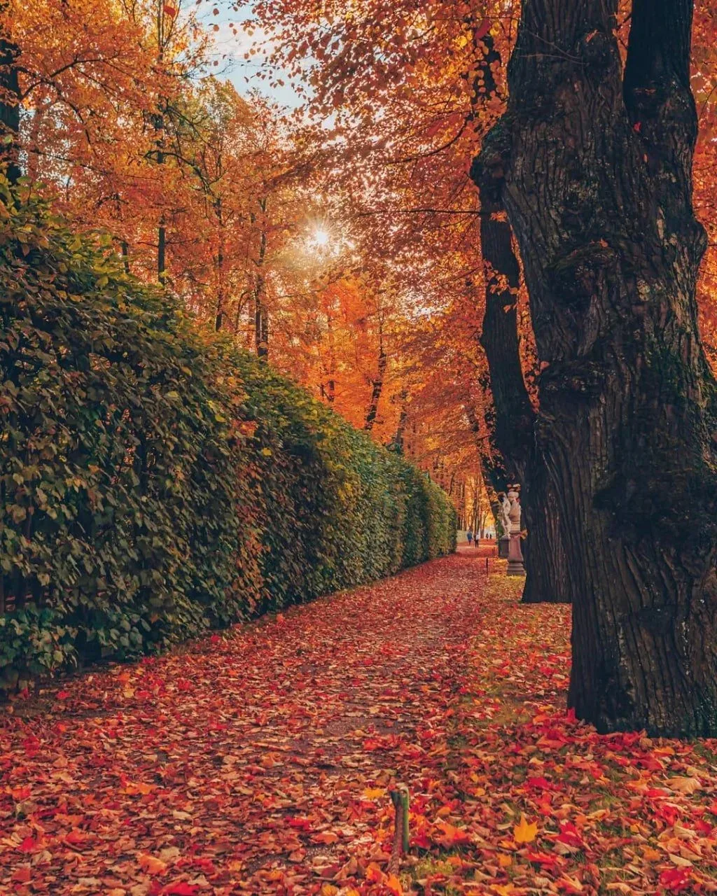 🌳 Летний сад