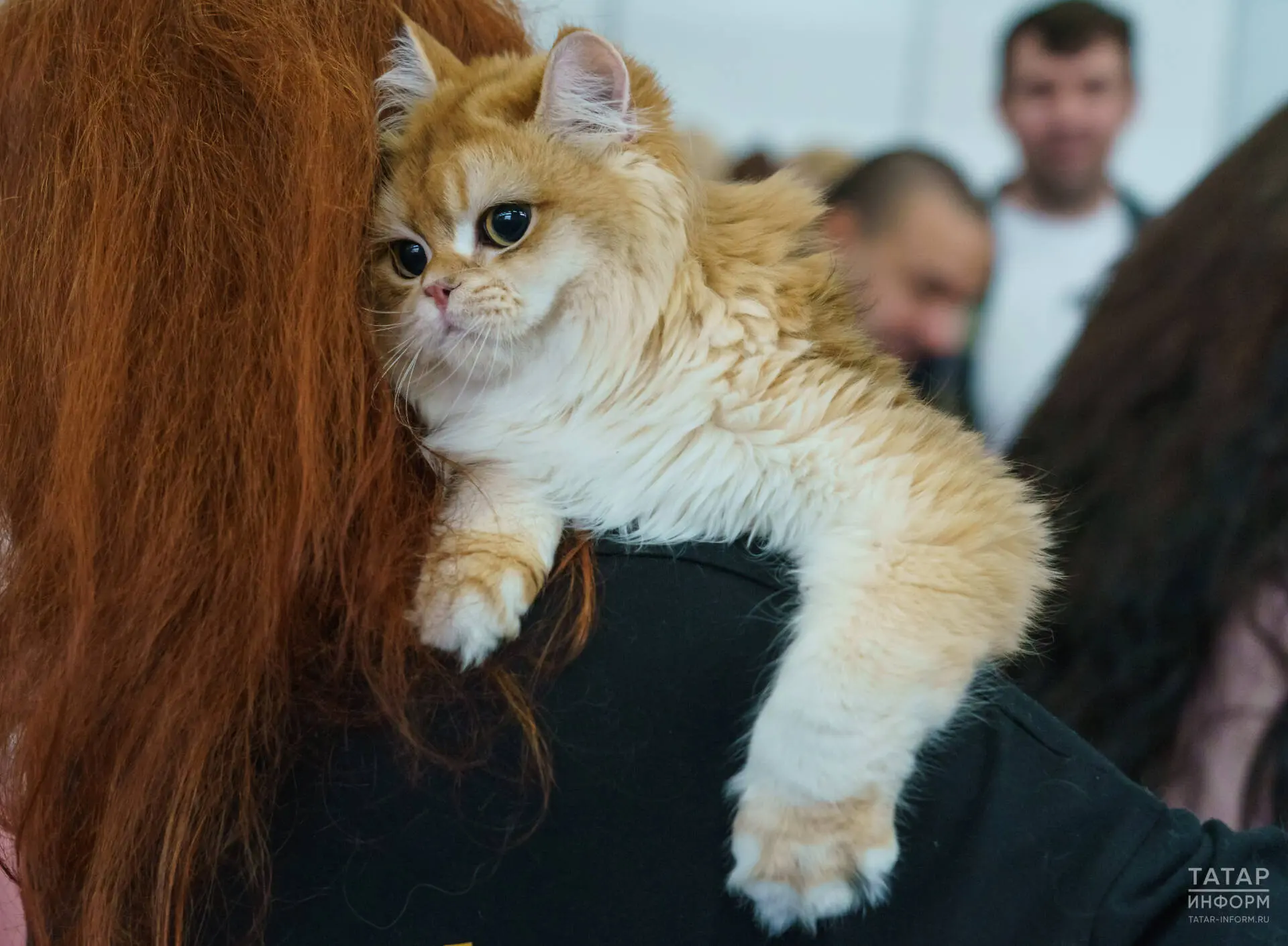 Фестиваль «ЗООФЕСТ ЭКО»: «республика котиков», гигантский мастиф и мухоловки