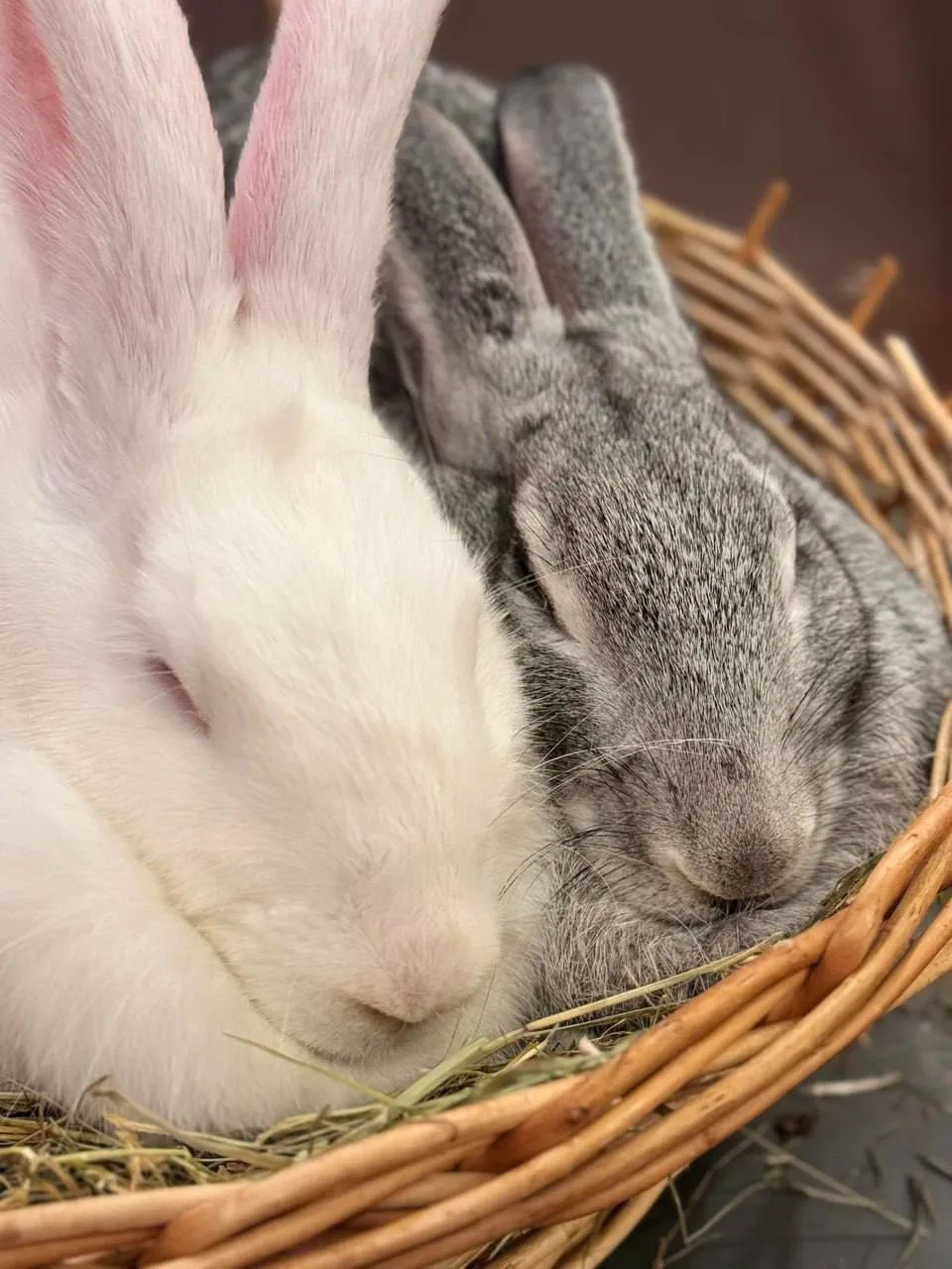 Где пообщаться с кроликами? 🐰
