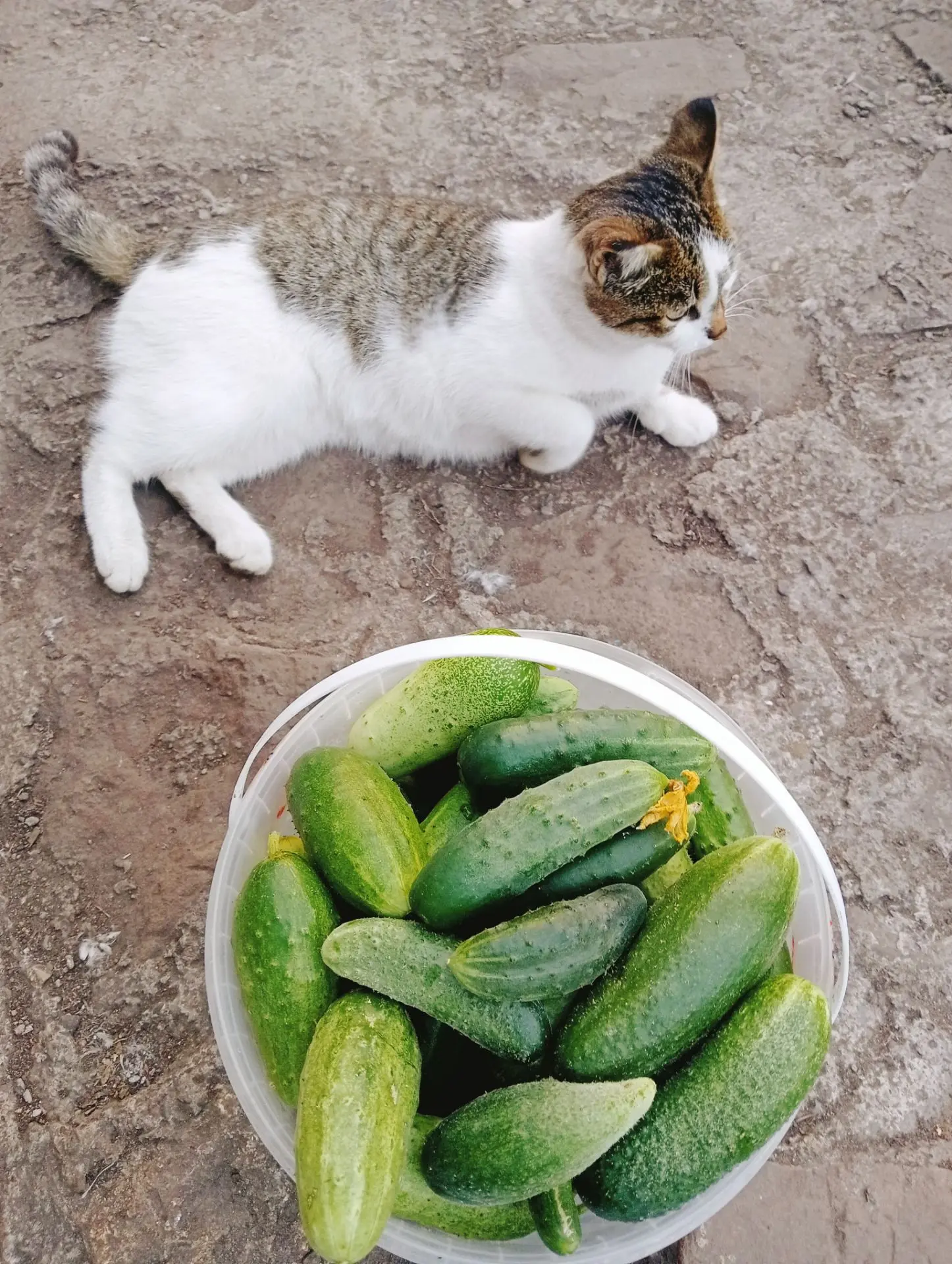 Плов поели и желание лепить пельмени как рукой сняло 🤣🤣🤣 подождут до завтра) ещё дом...