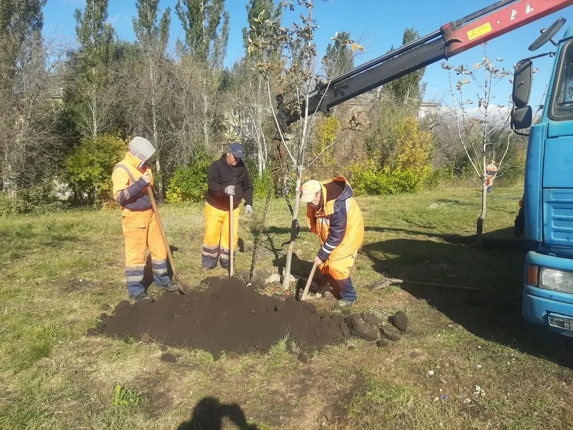 🌳 В Самаре начали осеннее озеленение: 100 деревьев посадят вдоль двух магистралей