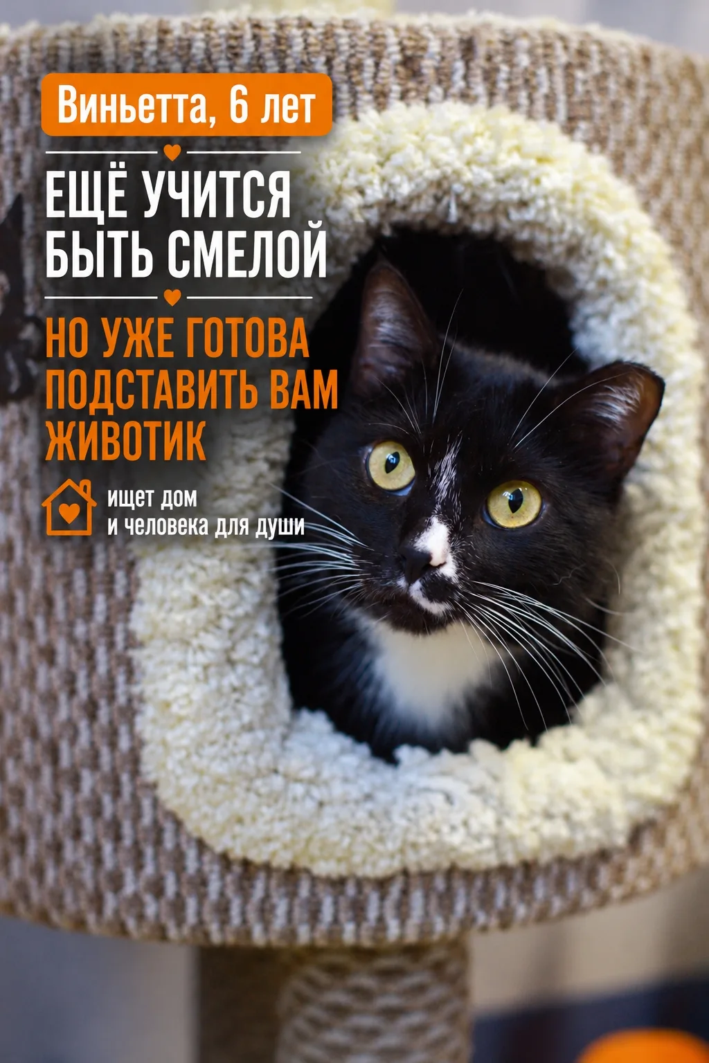 Виньетта пока только делает первые шаги к тому, чтобы стать уверенной и смелой кошечкой...