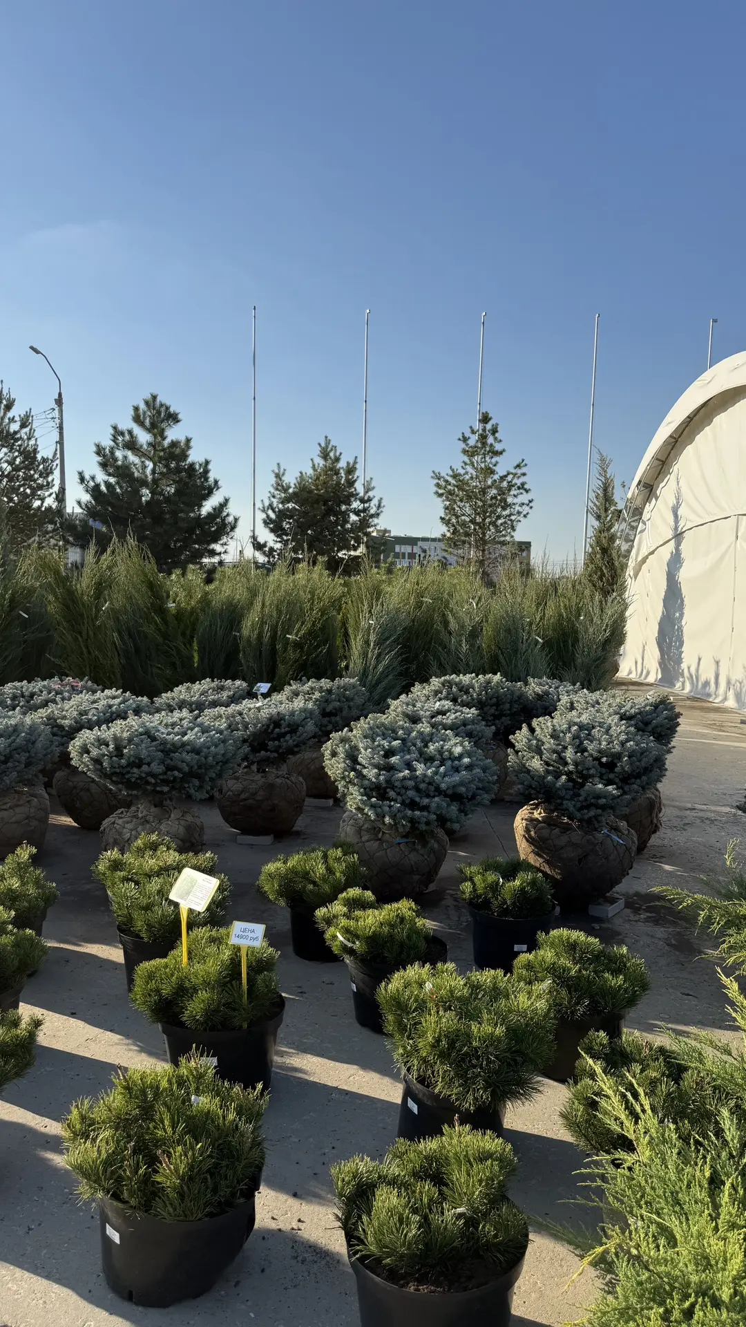 Обзор по хвойным крупномерам в наличие 😍 Самое время их сажать. Сейчас есть всё: туи, ...