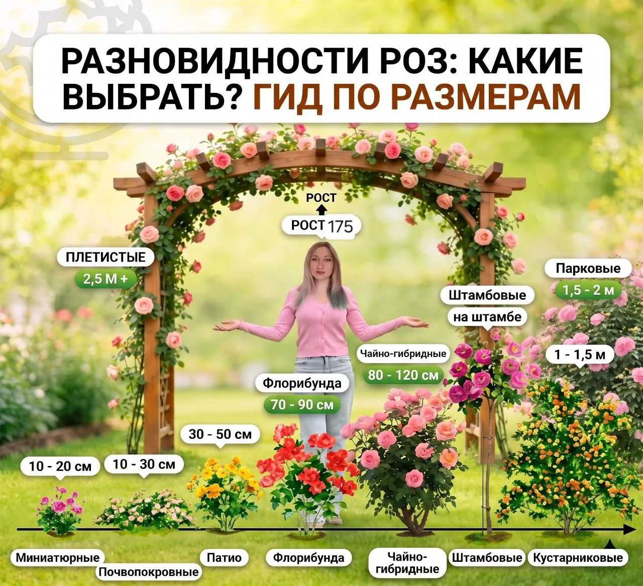 🌸 Разновидности роз: какую выбрать? Гид по размерам