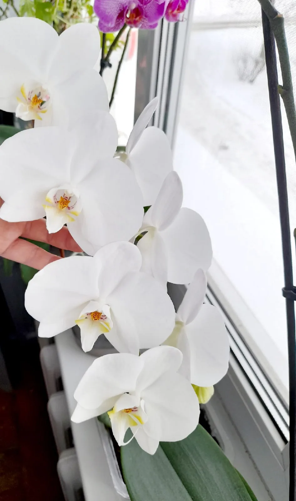 Нашла фотки ,это было моё хобби творить бантики и вот какие орхидеи были🥰хорошо когда ...