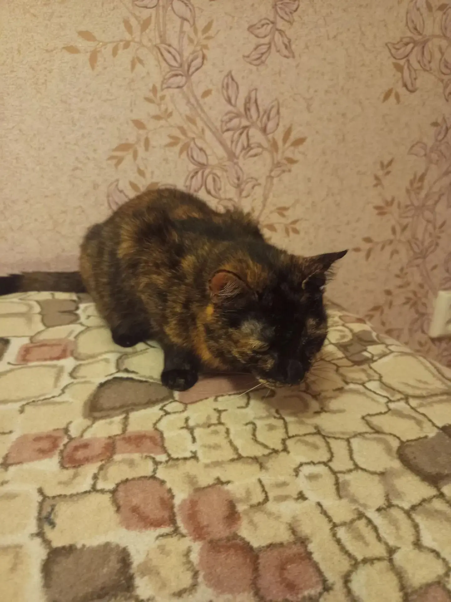Потерялась кошка по улице Бородина 4а. Нашедшим просьба позвонить в макс по номеру теле...