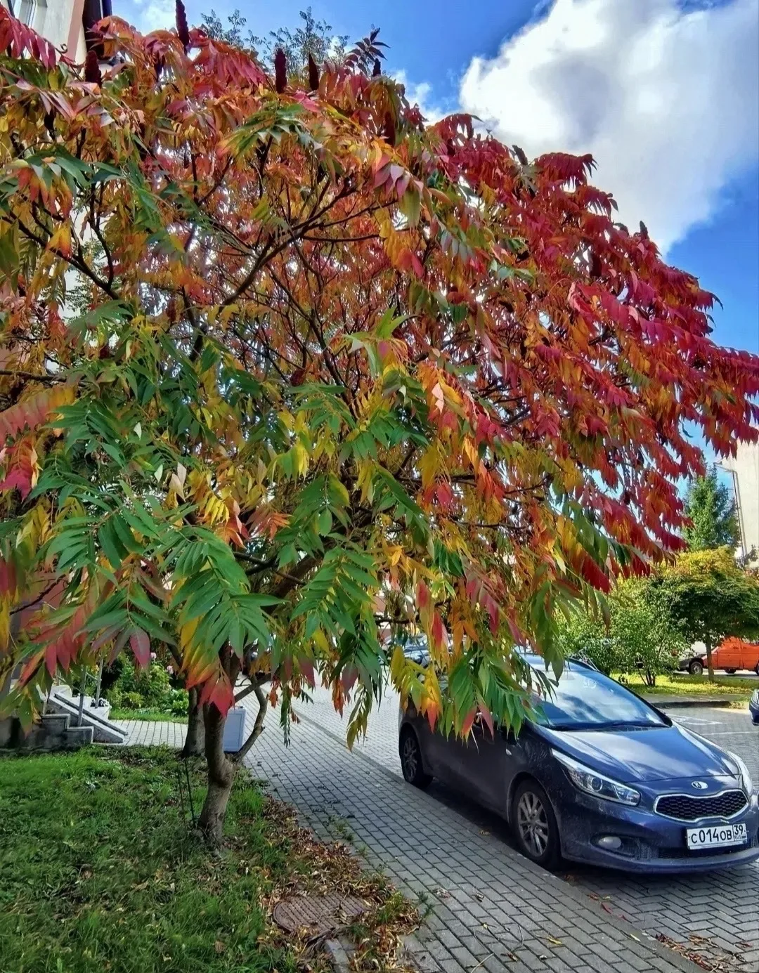 Краски осени в Калининграде 🍁