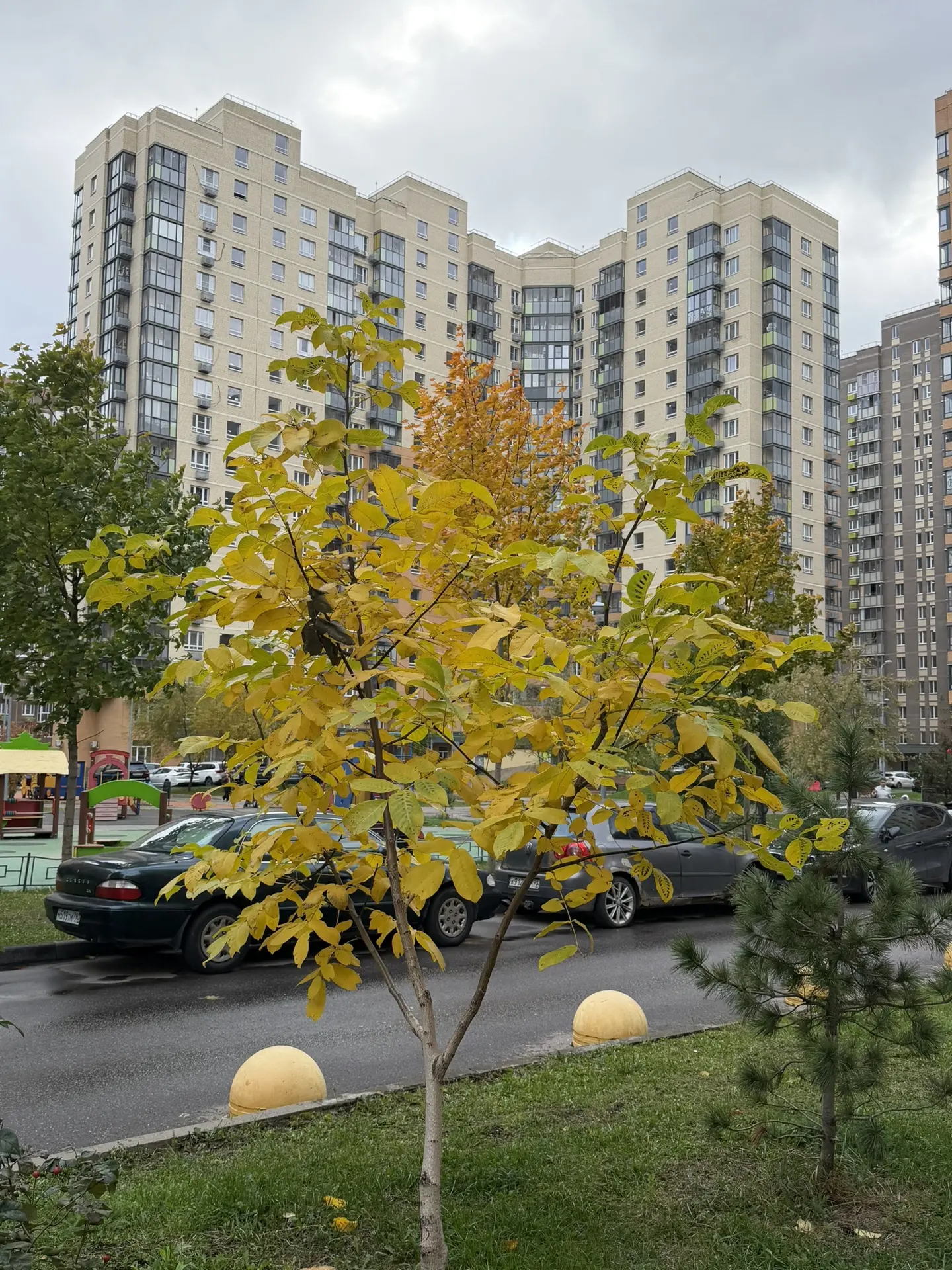 🆕Тёплая и дождливая неделя: синоптики рассказали о погоде в Подмосковье с 12 по 18 окт...