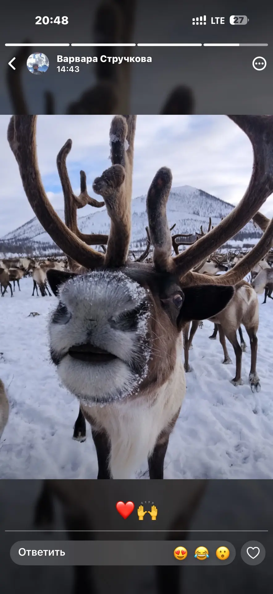 ❄️🦌 Зима на носу — в буквальном смысле! Фото очаровательного северного оленя, чья морд...