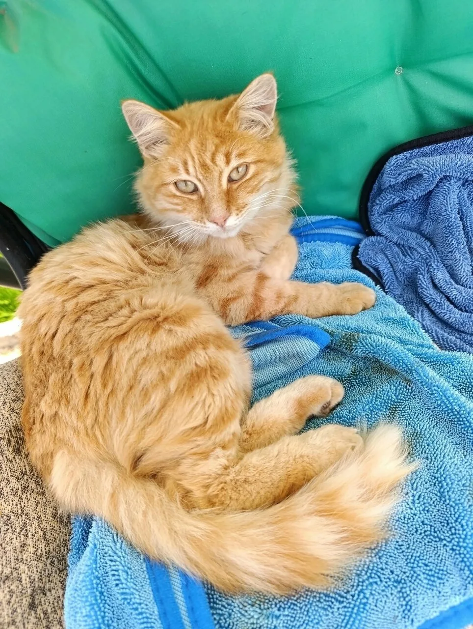 Воронеж! Очень нужен дом (или передержка) чудеснейшему котику 🐈