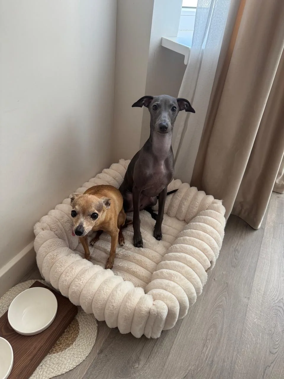 Немного личного о домашних питомцах. 🐶😊