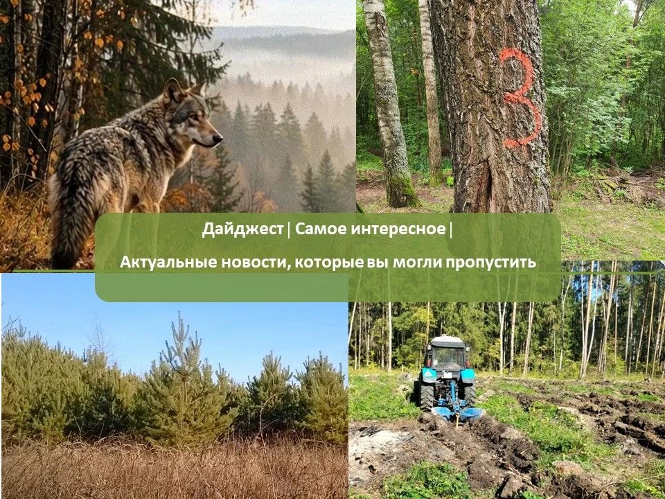 Дайджест лесного хозяйства/Самое интересное/Актуальные новости, которые вы могли пропус...
