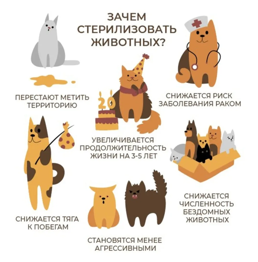 ❗12 НОЯБРЯ - дата льготной стерилизации в Сухом Логу.