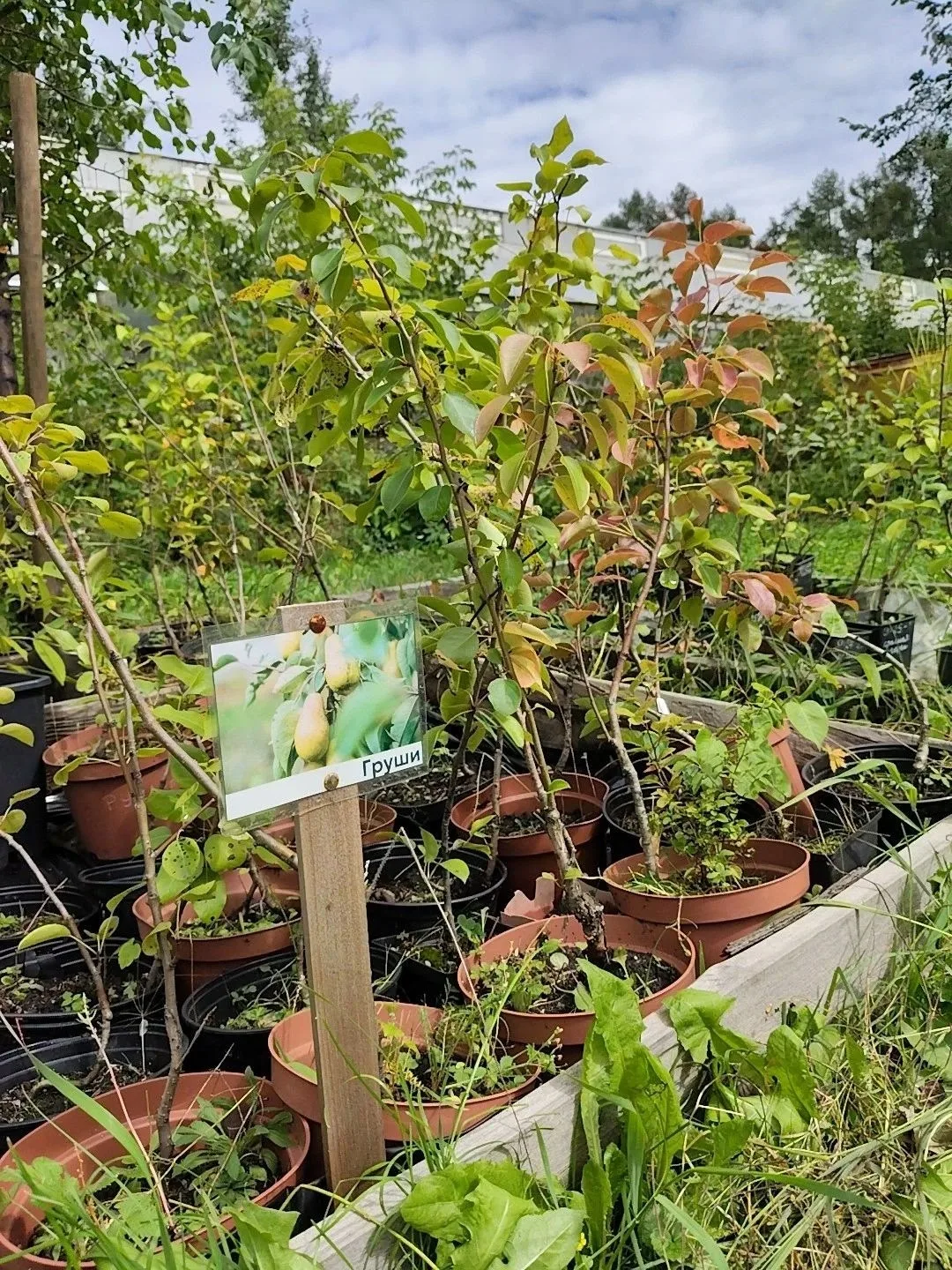 Продажа саженцев🌳.