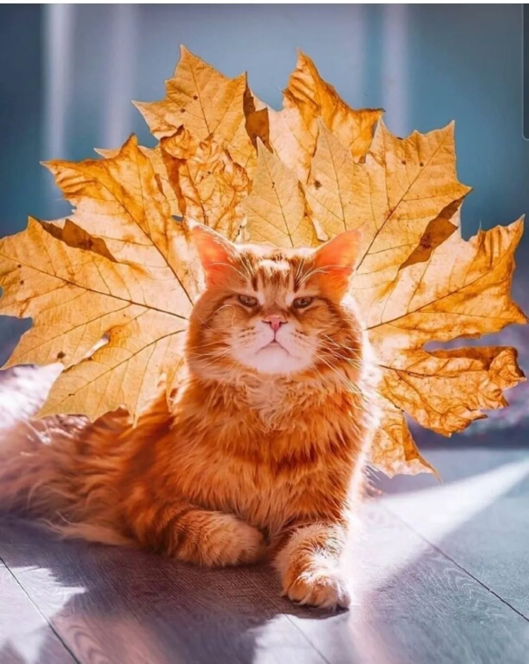 С началом новой осенней недели 🍁