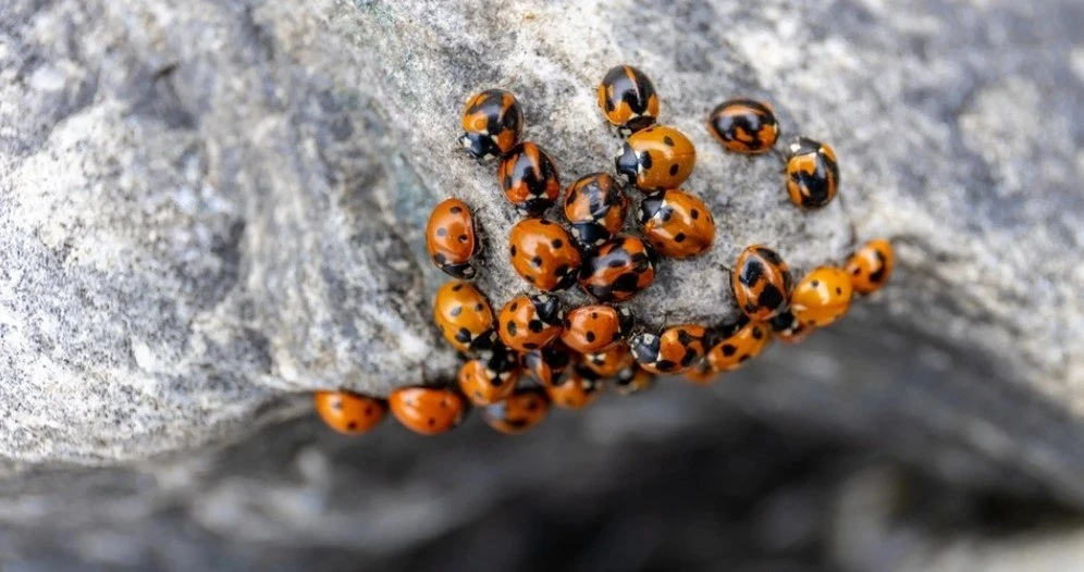🐞 Москвичей предупредили о нашествии азиатских божьих коровок