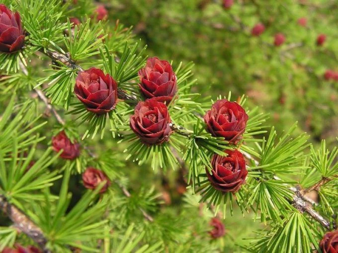 Лиственница — Домашний Лекарь, рецепты 🌿