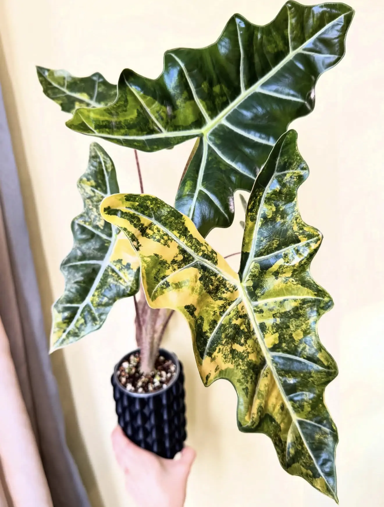 🌿Алоказия Псевдо Сандериана Аурея вар