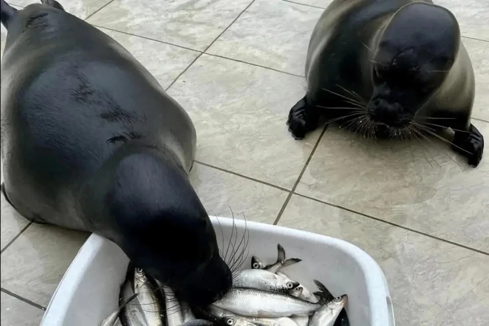 🦭 Нерп Крошик уплыл за мечтой и осваивает Ладогу