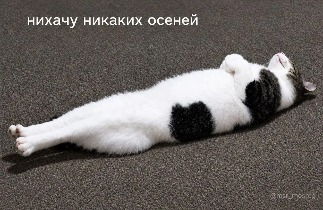 🍂 Осенняя хандра — биология, с которой можно договориться
