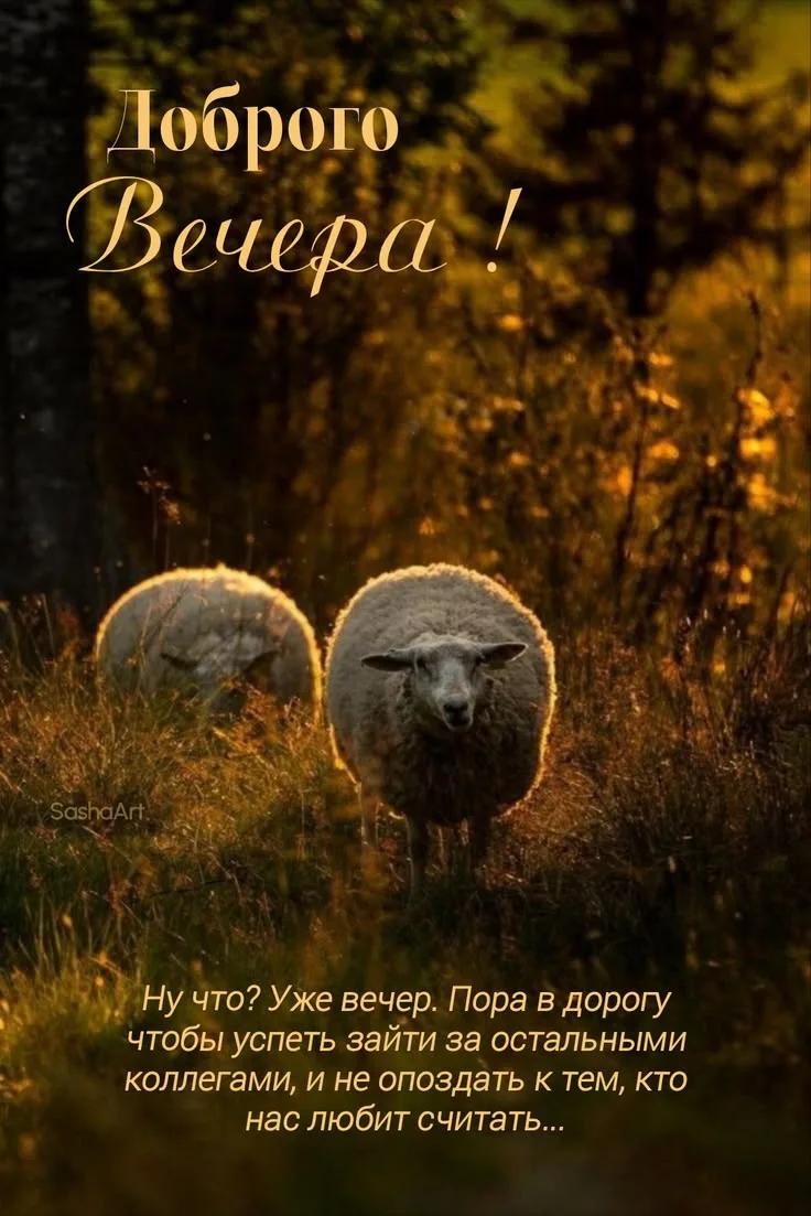 https://max.ru/invista123456