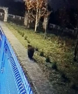 Медведя засняли прямо в микрорайоне Ивангорода