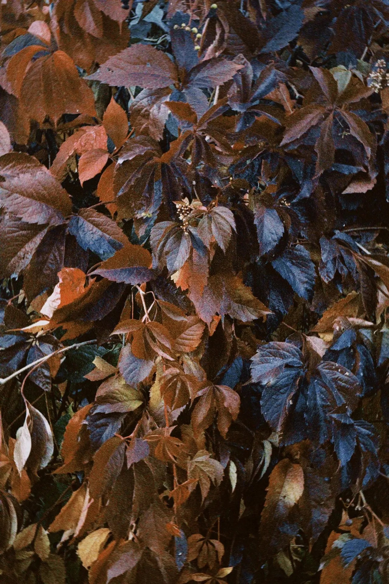 🍂 Осень рассыпала по городу свои краски — золотые, багряные, медовые. Хочется просто о...