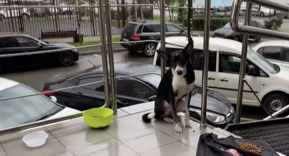 🐕 В Краснодаре собака сутки ждёт хозяина, который оставил её у дома.