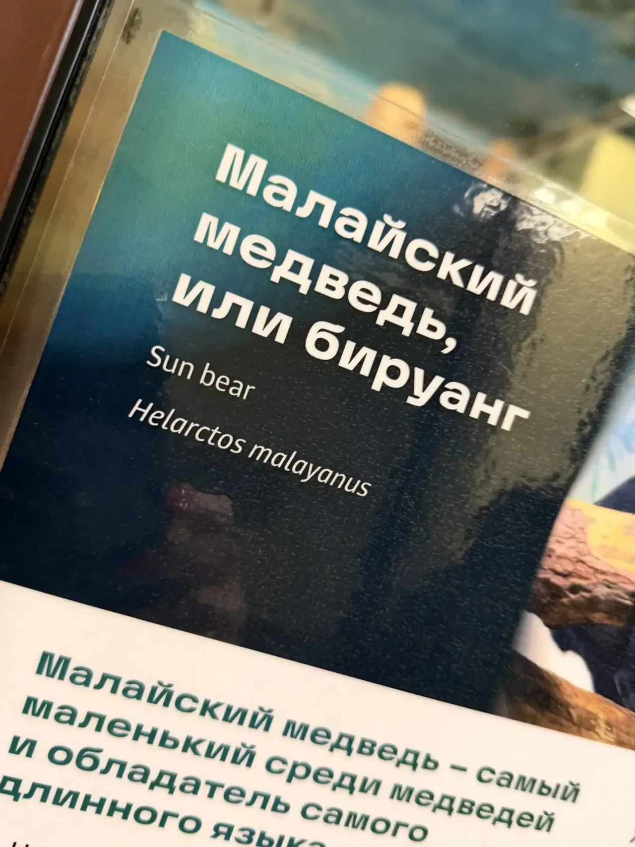 Сходили намедни в зоопарк. Вечером, почти перед закрытием. Темнеет быстро, в зоопарке р...