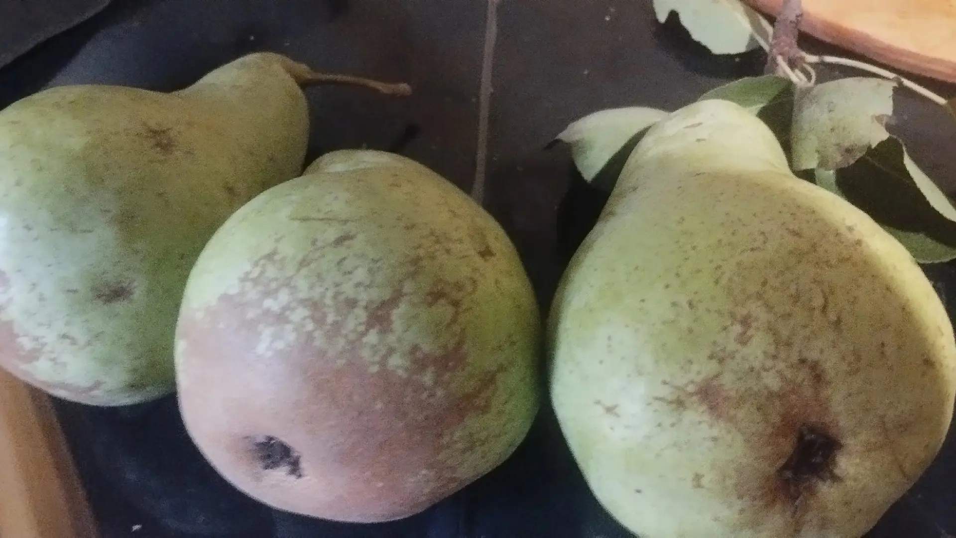 Продам грушу! 100₽/кг. Донецк, Кировский р-н. Другие районы тоже возможны. +79494151295...