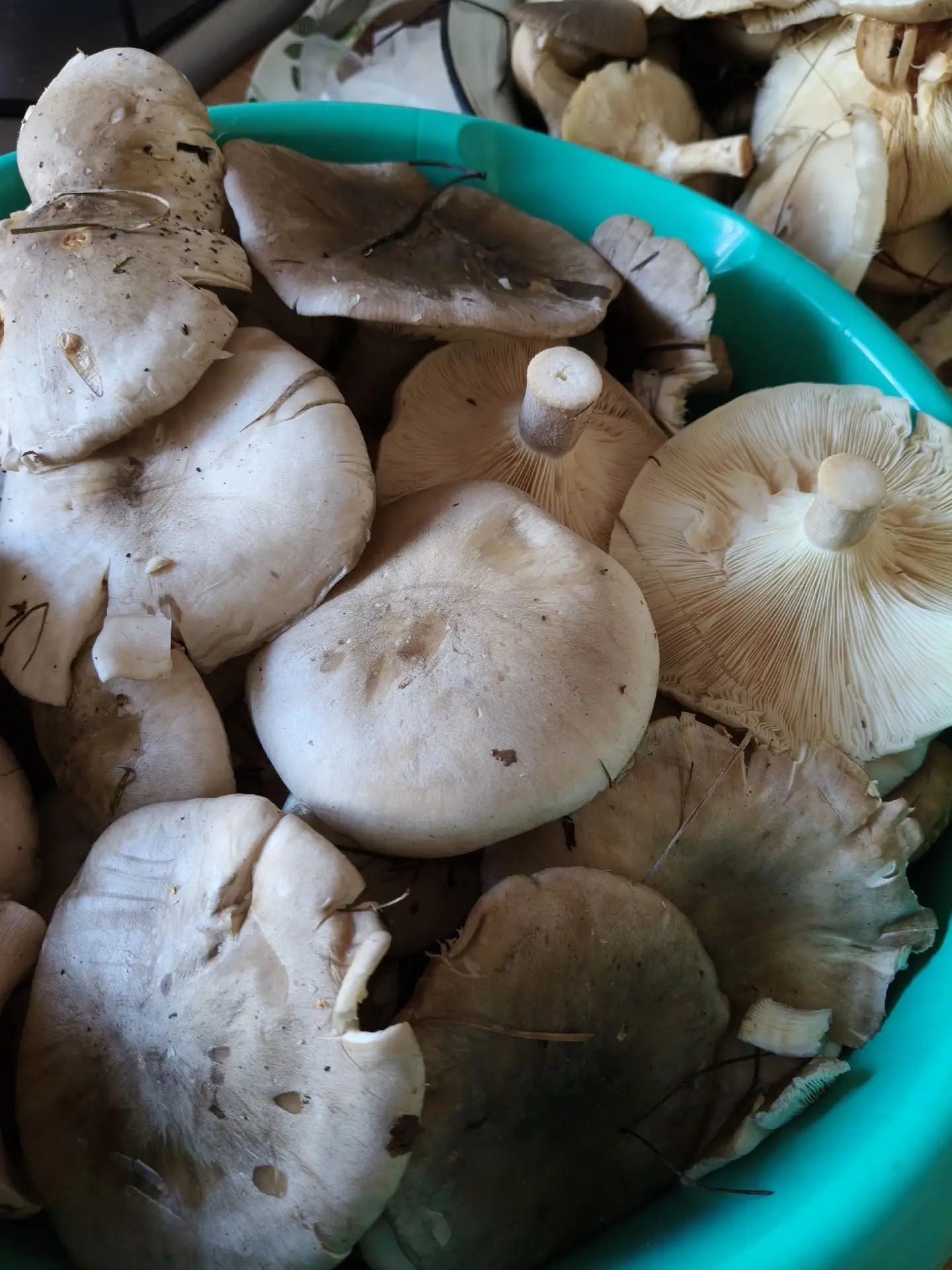 🍄 Сезон продолжается? Омские грибники похвастались октябрьским урожаем