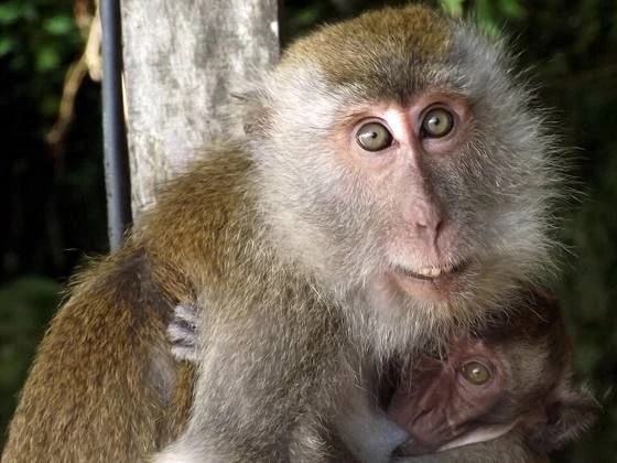 🐒Дикие обезьяны терроризируют жителей Бали, — СМИ.