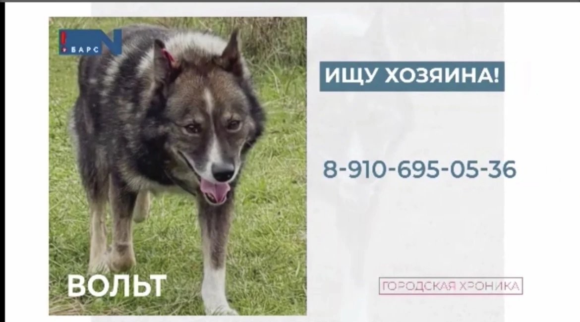 Аделька и Вольт в программе "Городская хроника" на телеканале БАРС | Больше чем новости