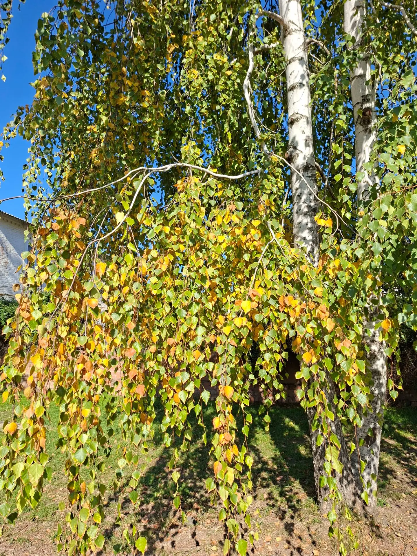 Доброе утро, друзья! Потихоньку осень подобралась и к нам. Первыми пожелтели березки в ...