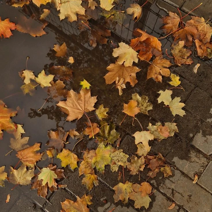 Погода в октябре не радует. 🍂