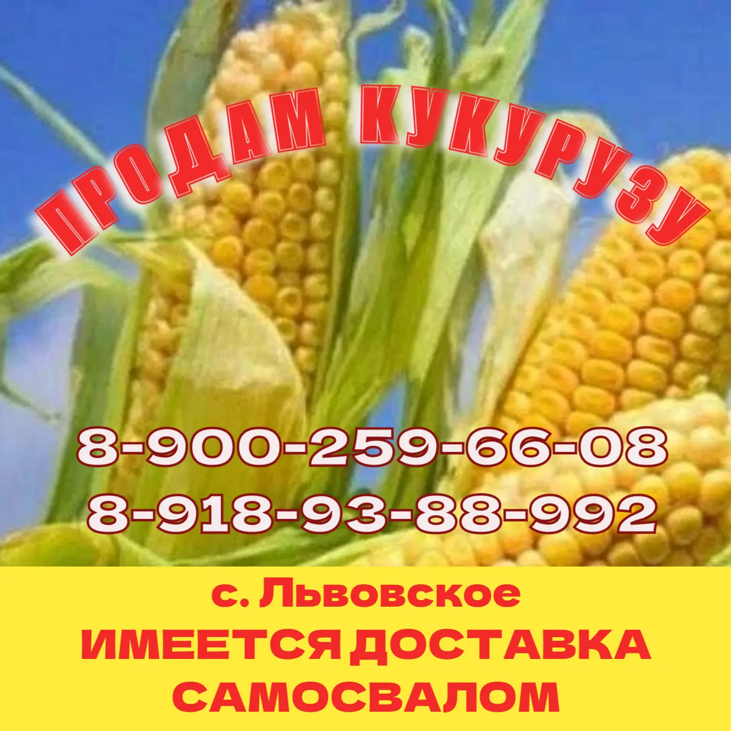 8-900-259-66-08