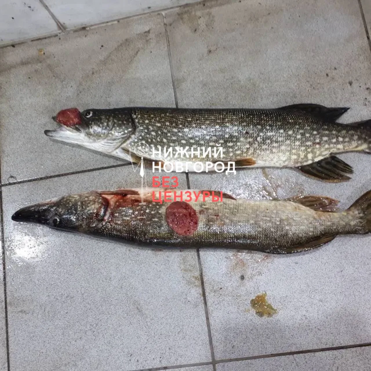 🐟 Щучья чума распространяется в водоёмах Нижегородской области.
