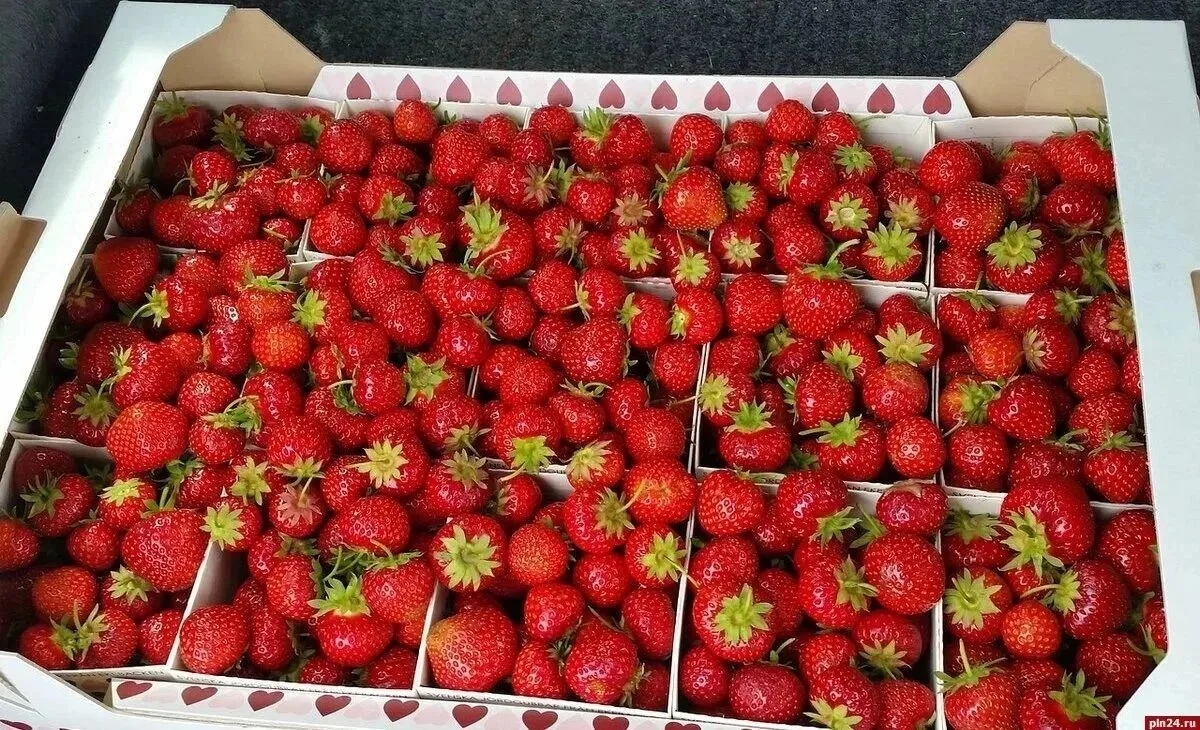 🍓 Сезон летнего сорта Виктории почти закрыт — успей поймать последние нотки лета! 💛