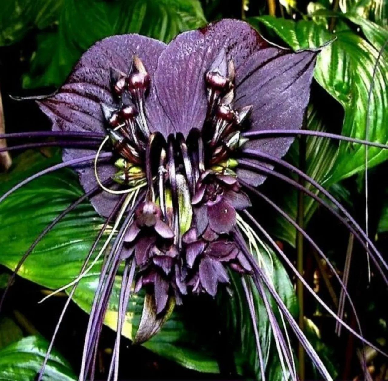 🖤 Така чёрная (Tacca chantrieri)