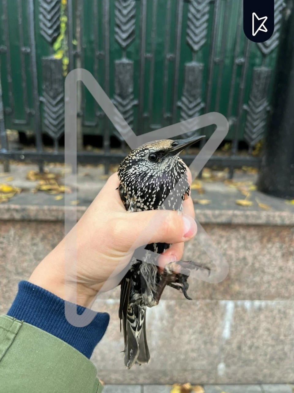 Скворца с перемотанными ниткой лапами спасли в Москве