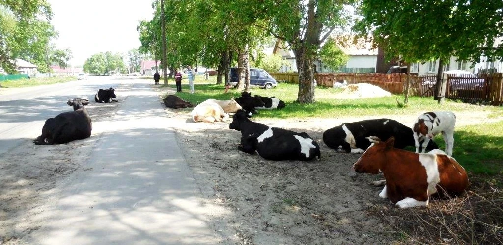 🚧 Владельцам скота — о правилах выпаса