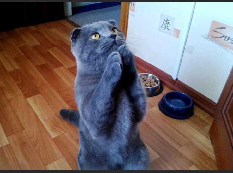 😾Вкусняшки бывают разными: продукты, опасные для кошек